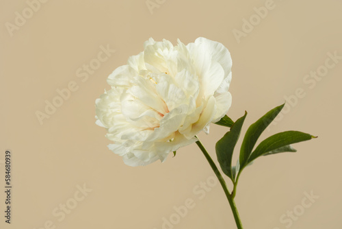 Yellowish peony flower isolated on beige background.