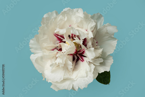 White peony with a purple center isolated on a sky blue background.