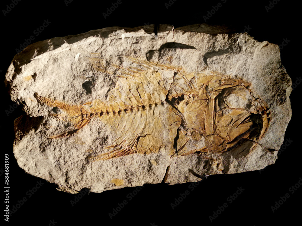 Fototapeta premium fish fossil texture