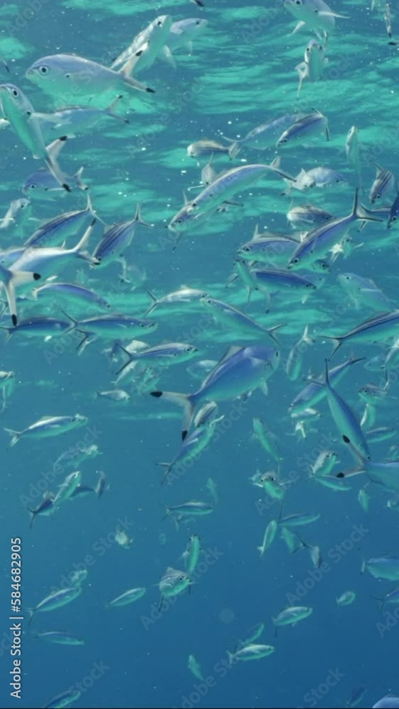 Vertical video, Shoal of Blue Fusilier fish swims in blue ocean, Slow motion. Large school of Lunar Fusilier (Caesio lunaris) feeding on plankton under surface in blue water Vertical video, Shoal of Blue Fusilier fish swims in blue ocean, Slow motion. Large school of Lunar Fusilier (Caesio lunaris) feeding on plankton under surface in blue water