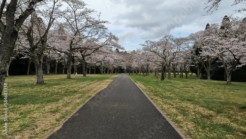 さくら街道