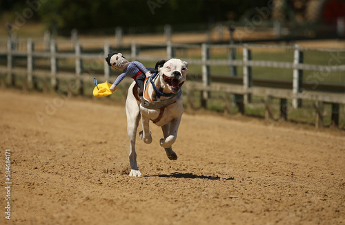 happy white dog running outdoor in spring time on a sand farm