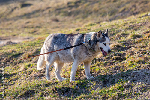 A husky dog on a leash is looking at the camera © almostfuture