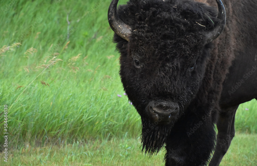 American Buffalo with a Calm Expression on his Face American Buffalo with a Calm Expression on his Face