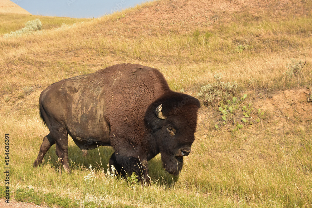 Beautiful American Bison Wandering Thorugh a Field