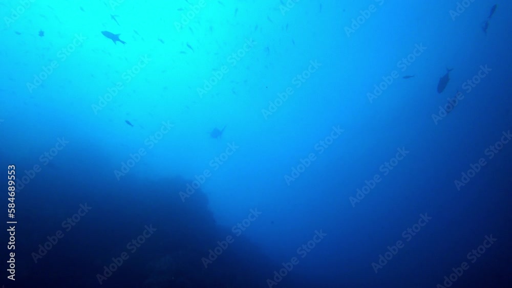 a hammerhead shark get scared and swims away quickly a hammerhead shark get scared and swims away quickly
