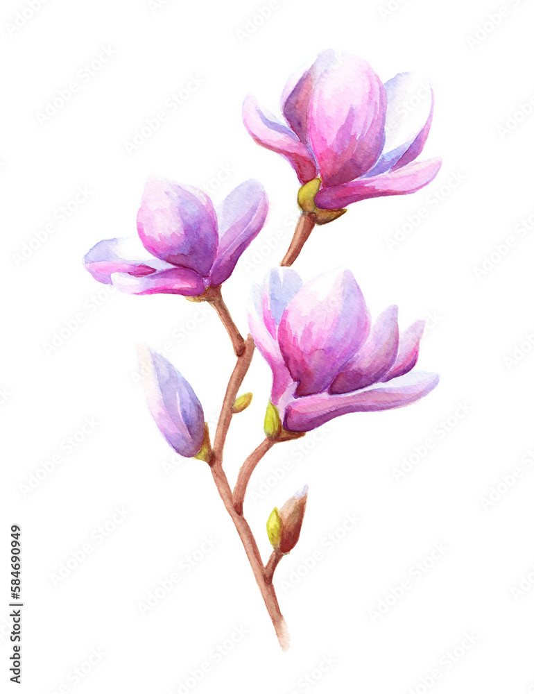 Hand drawn watercolor magnolia Hand drawn watercolor magnolia