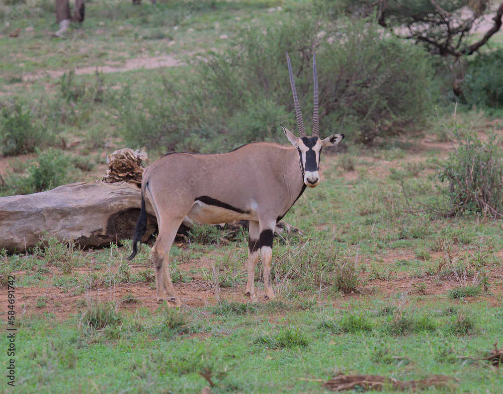 full length side profile of east african oryx looking alert with head turned in the wild savannah of buffalo springs national reserve, kenya full length side profile of east african oryx looking alert with head turned in the wild savannah of buffalo springs national reserve, kenya
