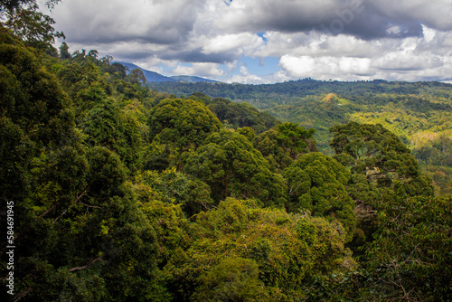 View of rainforest around Poring  Kinabalu National Park  Sabah  Malaysia