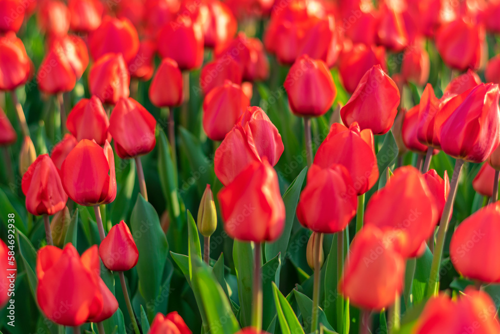 Field of red tulips at sunset Floral background Tulip spring flowers concept Field of red tulips at sunset Floral background Tulip spring flowers concept