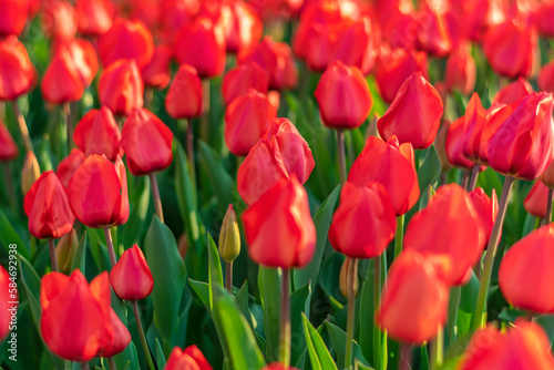 Field of red tulips at sunset Floral background Tulip spring flowers concept