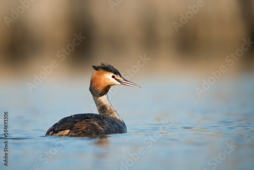 Great Crested Grebe from a wonderful perspective