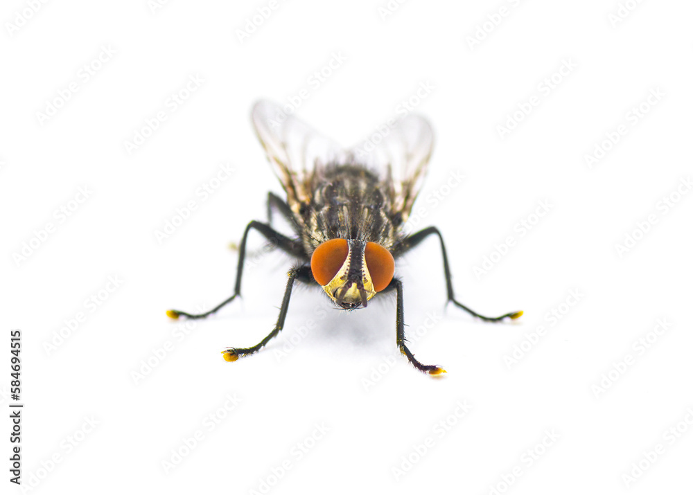 Adult flesh fly - Sarcophaga crassipalpis Macquart - these flies depend on live or dead tissue to complete their life cycle. Front view isolated on white background Adult flesh fly - Sarcophaga crassipalpis Macquart - these flies depend on live or dead tissue to complete their life cycle. Front view isolated on white background