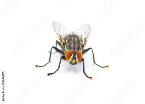 Adult flesh fly - Sarcophaga crassipalpis Macquart - these flies depend on live or dead tissue to complete their life cycle. Front view isolated on white background © Chase D’Animulls