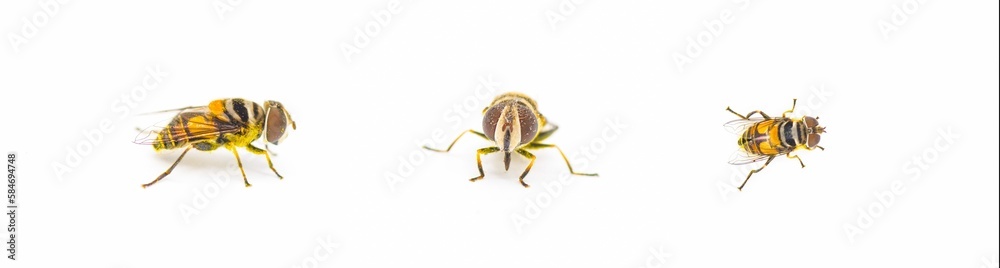 Palpada agrorum - the Double banded Plushback - three views isolated on white background with pollen all over it