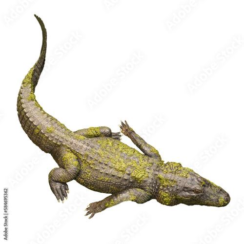 Cutout of an isolated alligator resting with the transparent png alligator resting 