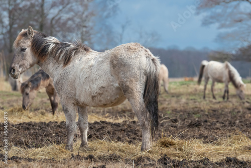 The Konik or Polish Konik  konik polski a Polish breed of pony - Equus ferus caballus on pasture. Photo from Czarnocin in West Pomerania in Poland.