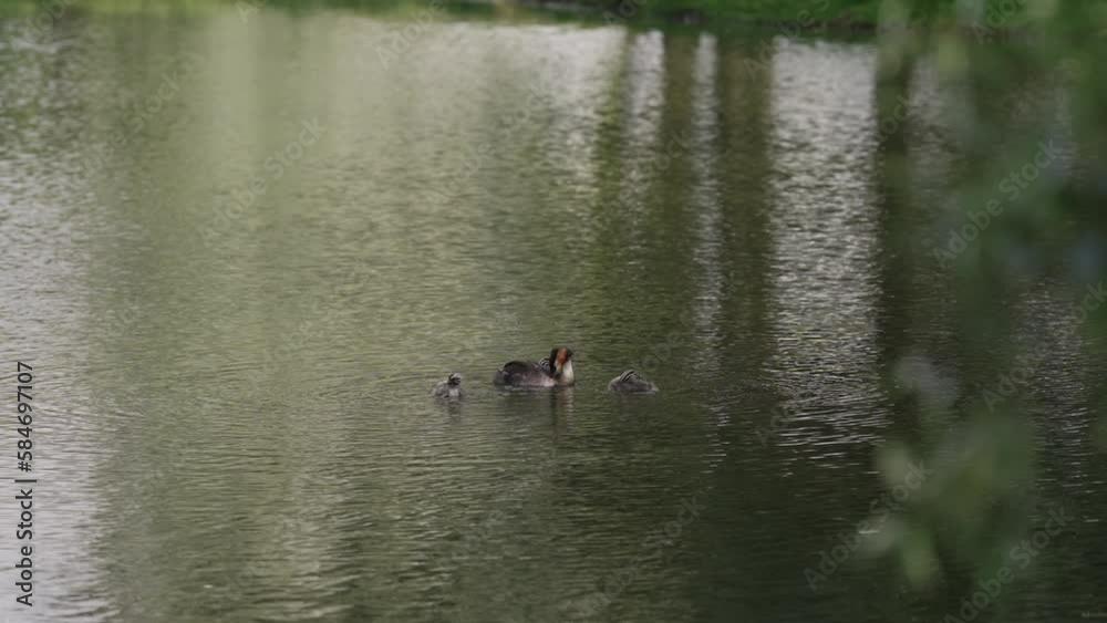 Slow motion Great Crested Grebe with chicks in a middle of a lake or pond Slow motion Great Crested Grebe with chicks in a middle of a lake or pond
