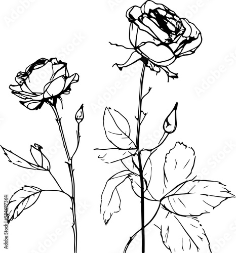 Rose flower sketch drawing