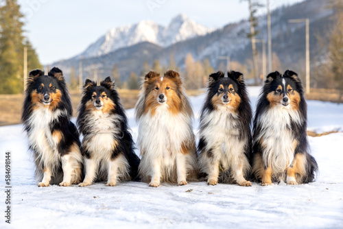 Cute, fur black white tricolor shetland sheepdog, small collie  outdoor portrait on the snow with background of  beautiful covered with snow mountains, hills. Purebred pet shelties in the nature photo
