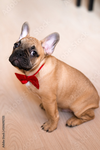 portrait picture of a French Bulldog puppy sitting on floor at home, wearing red bow tie
