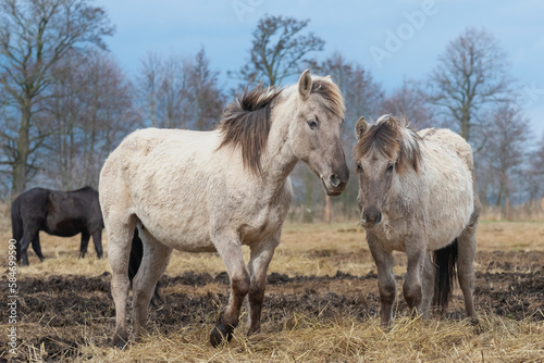 The Konik or Polish Konik  konik polski a Polish breed of pony - Equus ferus caballus on pasture. Photo from Czarnocin in West Pomerania in Poland.