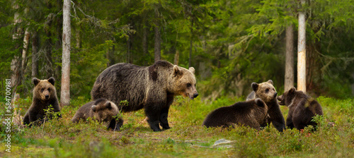 Mama bear and her cute cubs in a forest photo
