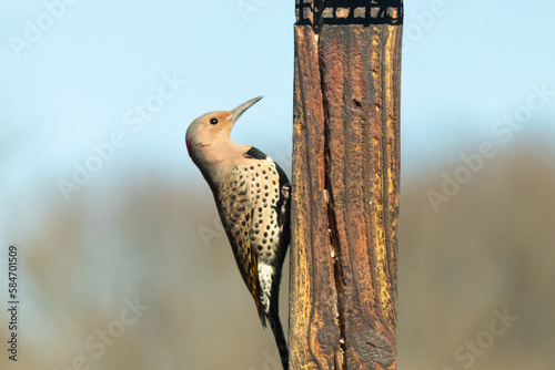 This large size northern flicker came to the suet cage for some food. I love how colorful these birds are. The black speckles with the yellowy feathers. The little bit of white on his feathers.