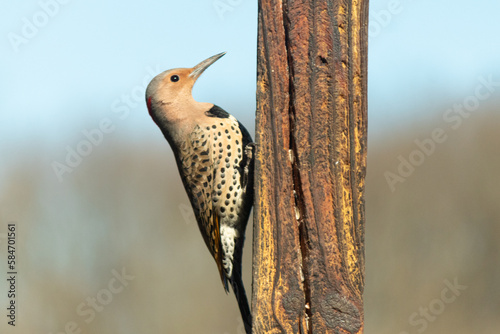 This large size northern flicker came to the suet cage for some food. I love how colorful these birds are. The black speckles with the yellowy feathers. The little bit of white on his feathers. photo