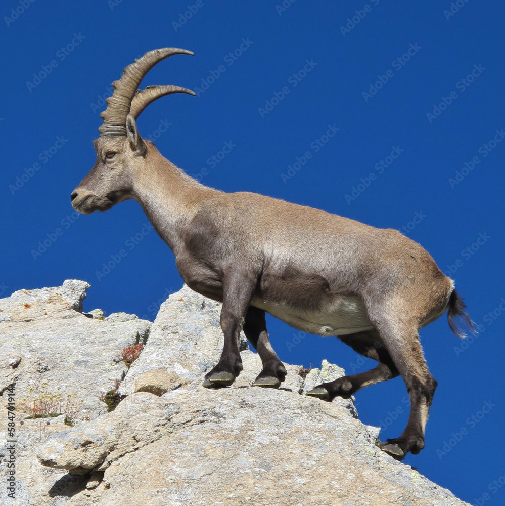 Male alpine ibex, Swiss Alps.