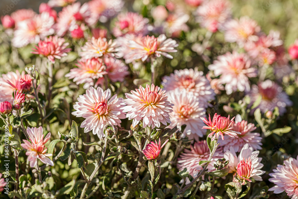 Fototapeta premium beautiful chrysanthemum flower bushes pink colors
