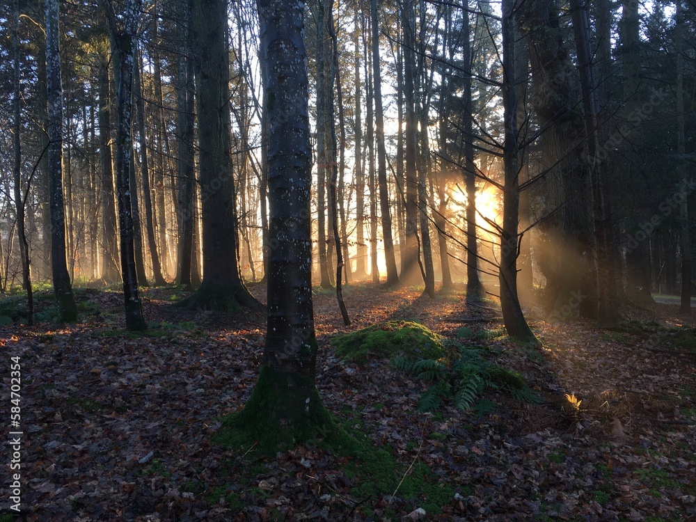 Obraz premium Winter afternoon light shafts through conifer forest, Aberdeenshire, Scotland