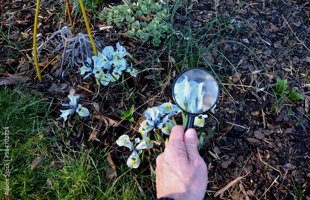 Spring Magnifying Glass father and son, both botanists, observe blooming spring bulbs and ...