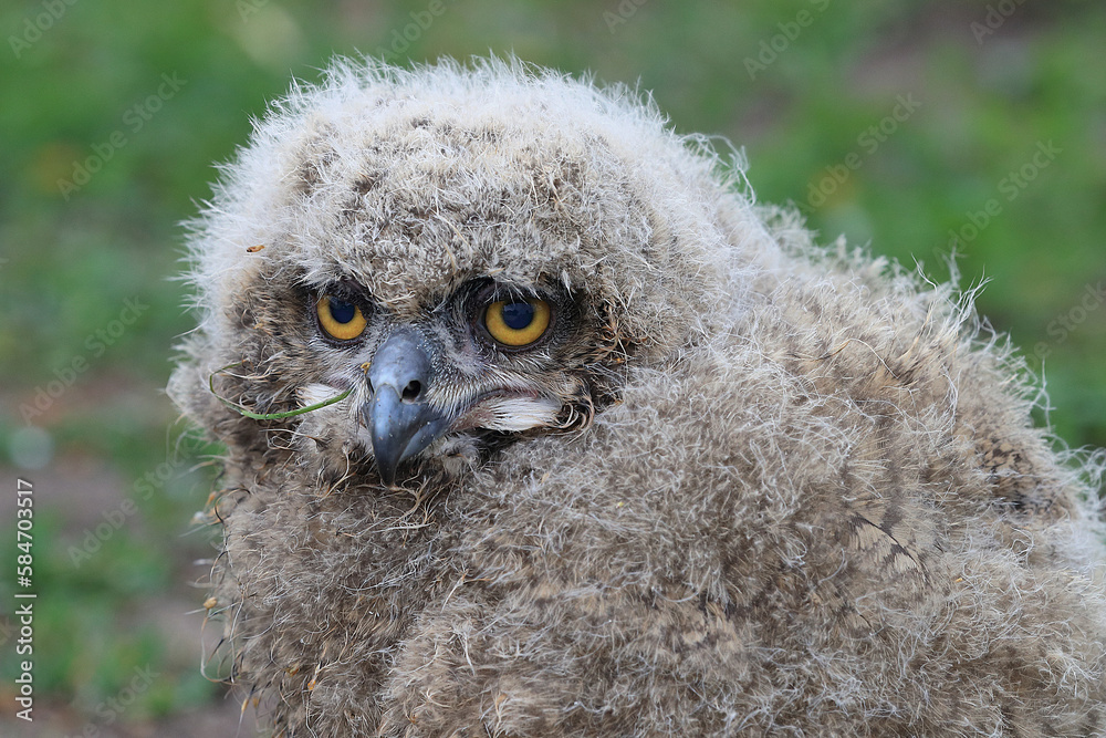 Obraz premium A young Eurasian Eagle Owl in a meadow 