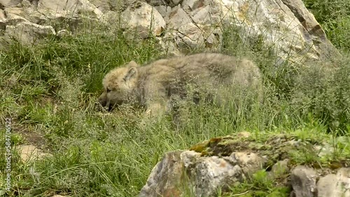 wolf in the grass