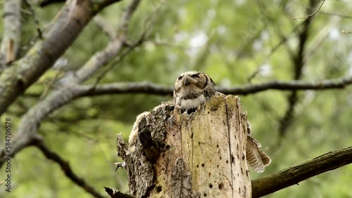 Great Howned Owl Chick In Nest