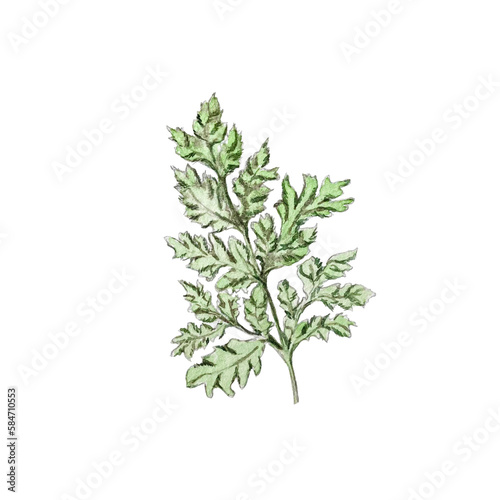 watercolor illustration of carved green leaf