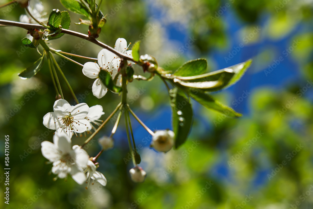 White cherry blossosms in spring on bokeh background, soft light.