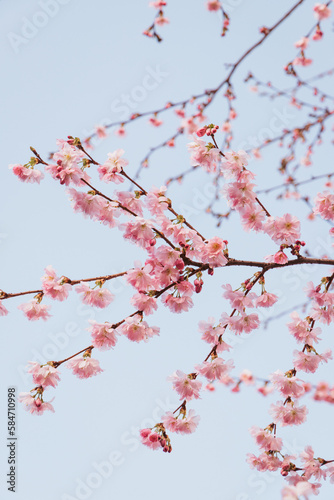 Zarte Frühlingsblüten
