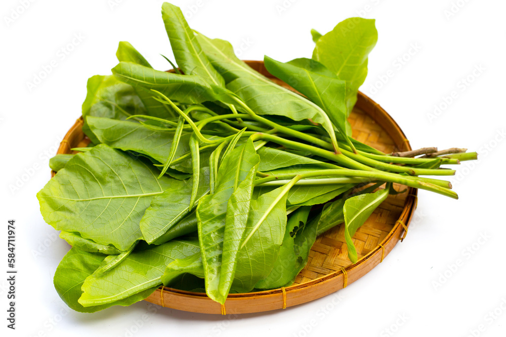 Green leaves of tummy wood or patana oak Green leaves of tummy wood or patana oak