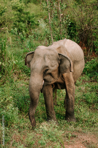 Elephant Sri Lanka © Laura