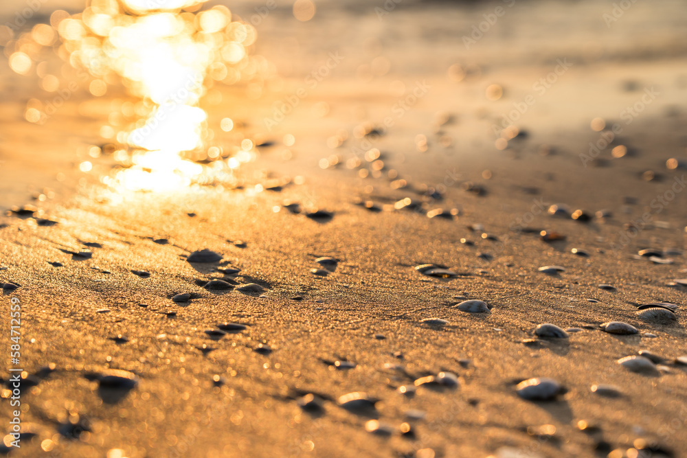 Sea shells on sand