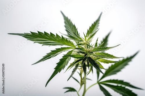 cannabis leaf on white background