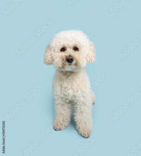 Portrait happy white poodle puppy dog sitting and looking at camera. Isolated on blue pastel background