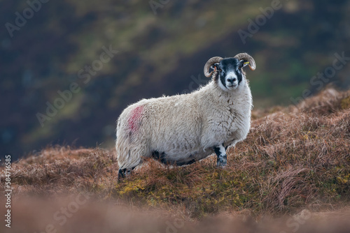 Scottish sheep on the hillside, Perthshire, UK