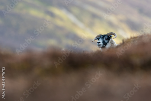 Scottish sheep on the hillside, Perthshire, UK