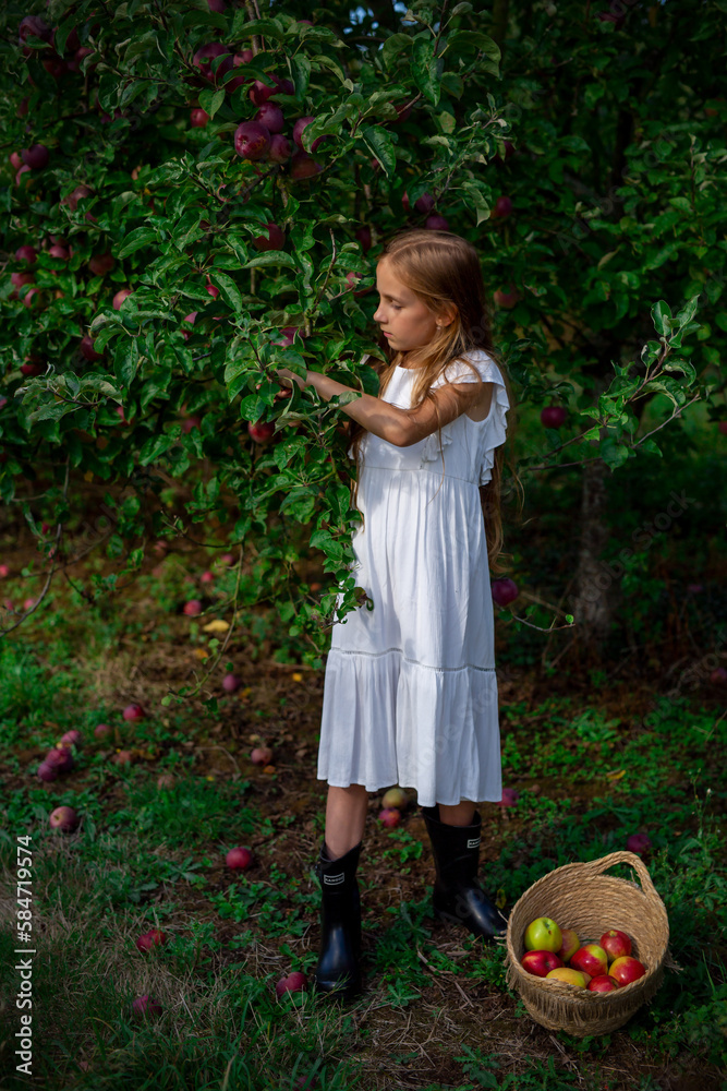 A girl with a basket of apples in an apple orchard A girl with a basket of apples in an apple orchard
