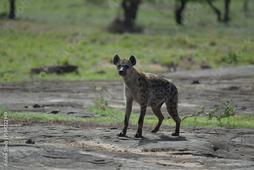 spotted hyena in the savannah © Gisela
