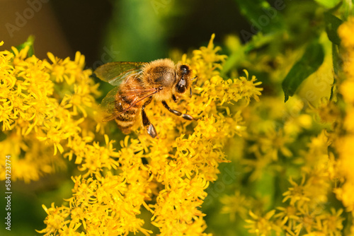 Honey bee pollinates yellow goldenrod flowers at evening time