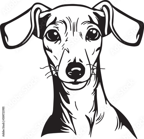 Italian greyhound dog face isolated on a white background, SVG, Vector, Illustration.	